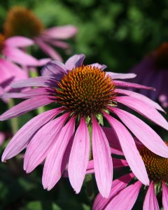 Echinacea purpurea Wikicommons 21